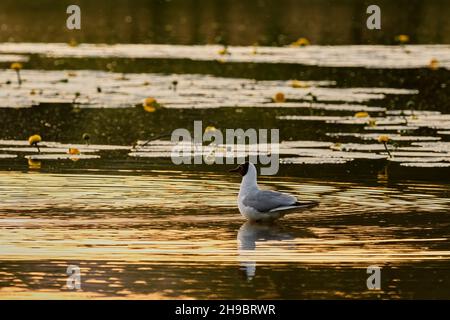 Tête noire solitaire dans l'eau du lac au coucher du soleil.Belle surface colorée.Avec fleurs de nénuphars jaunes.Genre Larus ridibundus. Banque D'Images