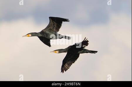 Grands cormorans (Phalacrocorax carbo) volant, Guadalhorce, Andalousie, espagne. Banque D'Images