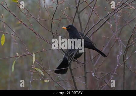 Blackbird (Turdus merula) perché sur une branche, Espagne Banque D'Images