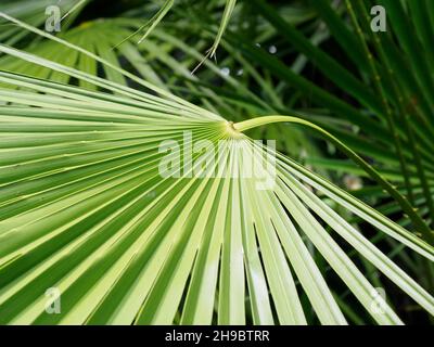 Palmier de Chusan Trachycarpus fortunei feuillage de palmier Banque D'Images