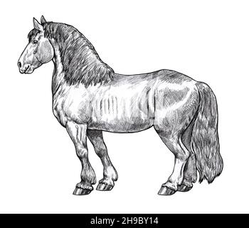 Dessin d'un cheval de trait.Portrait d'un cheval au crayon.Dessin équin. Banque D'Images