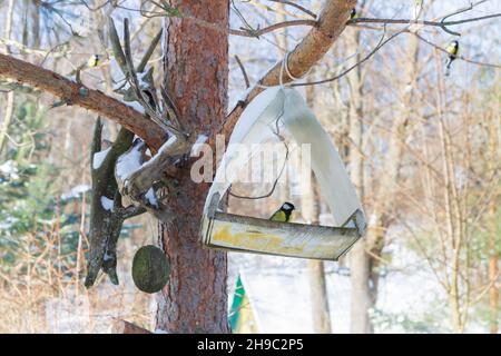 Un mangeoire à oiseaux est accroché à un arbre dans le village cour Banque D'Images