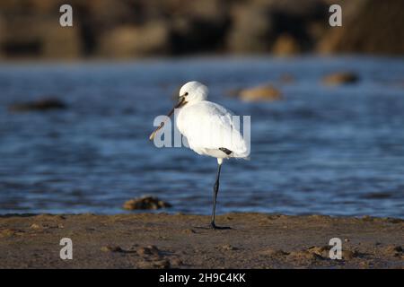 Il y a un certain nombre de spoonbill sur Lanzarote où ils hivernal et migrent à travers d'autres saisons.Un gros oiseau aquatique blanc avec une cuillère en forme de bec. Banque D'Images