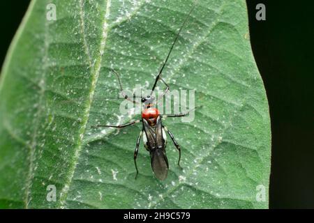 Espèce de punaise d'Assasin rouge, Satara, Maharashtra, Inde Banque D'Images