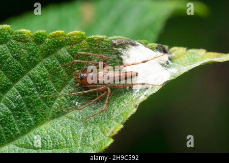 Araignée à rayures Lynx, Oxyopes salticus, décrite par Hentz en 1845, Satara, Maharashtra, Inde Banque D'Images