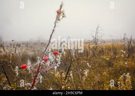 Matin glacial dans un champ d'automne et une branche de hanches roses avec des fruits rouges recouverts d'aiguilles de glace Banque D'Images