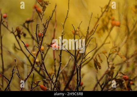 Branches d'une rose buisson chutant des feuilles avec des fruits rouges un matin d'automne Banque D'Images