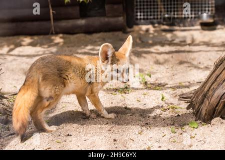 Renard Fennec ou renard du désert, joli petit renard dans le zoo Banque D'Images