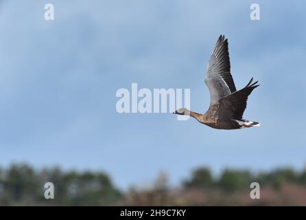 Oie à bec court Anser brachyrhynchus - Banque D'Images