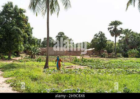 Scène rurale africaine avec une femme solitaire debout au milieu d'un champ de légumes arroser des plantes Banque D'Images