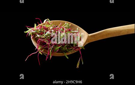 pousses de betteraves fraîches dans une cuillère en bois.Microgreen pour salade, détox Banque D'Images