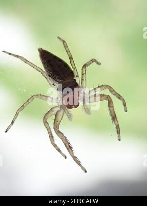 Gros plan d'une araignée sauteuse sur fond vert Banque D'Images