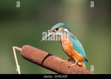 Gros plan d'un Kingfisher commun coloré assis sur la tête de semence d'un reedmace Banque D'Images