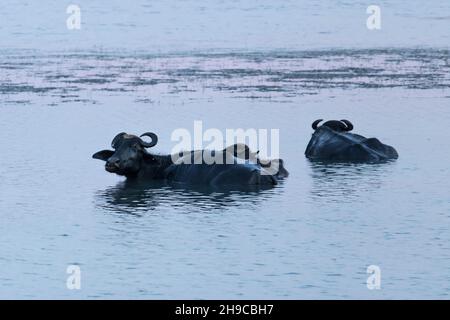 Buffles sauvages natation dans le parc national de Kumana, Sri Lanka Banque D'Images