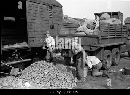 Gdañsk, 1947-10.Przyjazd rapatriantów ze wschodu.za³adunek ziemniaków na ciê¿arówkê. ps/gr PAP Dok³adny dzieñ wydarzenia nieustalony.Gdansk, octobre 1947.Les poteaux rapatriés de l'est arrivent à Gdansk.Photo : chargement de pommes de terre sur un camion. ps/gr PAP Banque D'Images