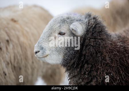 Un Herdwick tup debout dans un champ couvert de neige, Royaume-Uni Banque D'Images