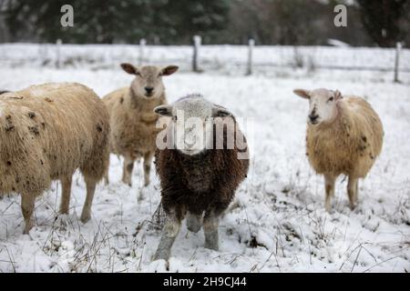 Un Herdwick tup debout dans un champ couvert de neige, Royaume-Uni Banque D'Images