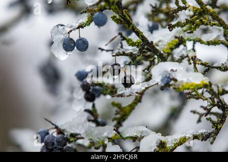 Baies de Damson dans un hedgerow, recouvertes de neige et de glace Banque D'Images