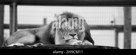 Grand lion mâle photographié dans un zoo Banque D'Images