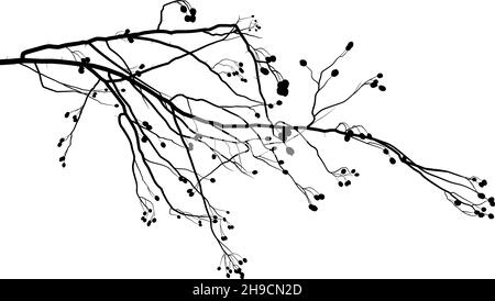 Branche de Hawthorn, latin Crataegus laevigata Illustration de Vecteur