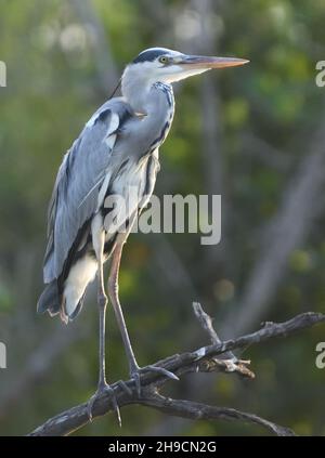 Un héron gris (Ardea cinerea) perche sur une branche au-dessus d'une crique au large de la Gambie.Tendaba, la République de Gambie. Banque D'Images