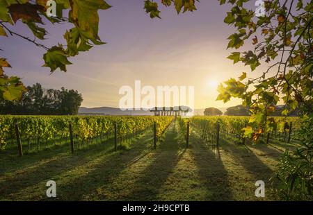 Vignoble de Bolgheri, et groupe de pins au lever du soleil.Feuilles d'arbre d'avion comme un cadre, saison d'automne.Paysage en Alta Maremme, région Toscane, Italie, EUR Banque D'Images