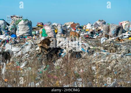 Les chiens se ruent à travers des piles de déchets dans une immense décharge par une journée ensoleillée.Concept d'écologie, chiens errants Banque D'Images