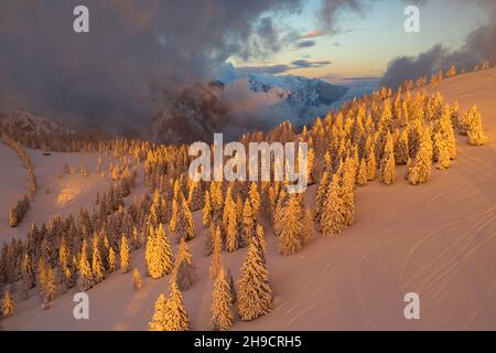 Scène hivernale spectaculaire dans les montagnes slovènes.Des pins couvraient de la neige fraîche à la soirée givrée lueur de la dernière lumière du soleil, Krvavec, Slovénie, Europe Banque D'Images