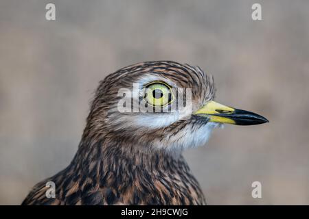 Le coursier de pierre eurasien (Burhinus oedicnemus) ou le genou épais eurasien, oiseau de la famille des Burhinidae. Banque D'Images