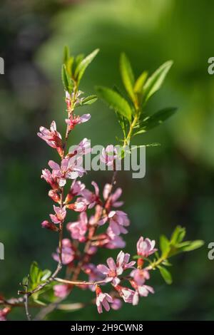 Prunus tenella Batsch fleurs fleuries, l'amande russe naine, arbuste à feuilles caduques de la famille des Rosaceae, originaire d'Europe orientale et de Sibérie occidentale Banque D'Images