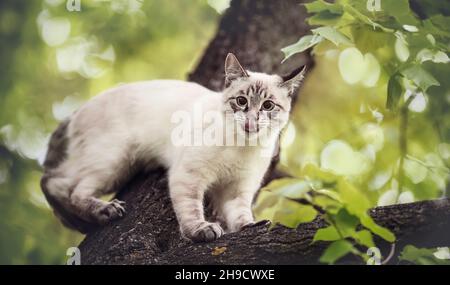 Un chat thaïlandais léche ses lèvres en se tenant debout sur un arbre.Le chat monte un arbre.Un chaton de race thaïlandaise. Banque D'Images