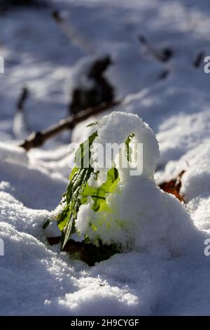 neige et gouttes congelées sur une feuille verte en hiver Banque D'Images