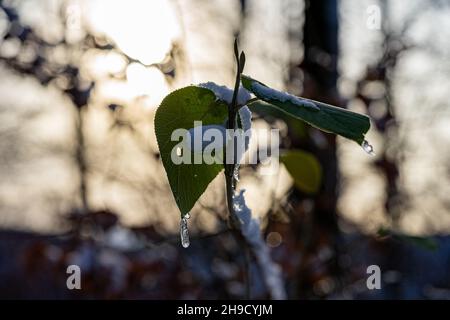 neige et gouttes congelées sur une feuille verte en hiver Banque D'Images