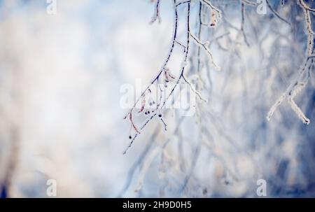 Branches d'arbres enneigées.Branches dans le givre et la neige en hiver.Arrière-plan d'hiver.Les bagues sont recouvertes de gel. Banque D'Images