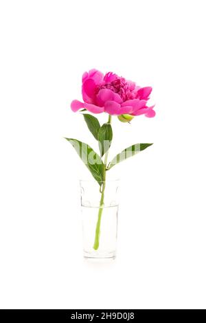 Pivoine rose dans un vase en verre isolé sur fond blanc.Motif carte à fleurs Banque D'Images