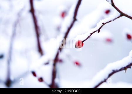 Magnifique détail hivernal d'une branche neigeuse avec une hanche rose et un arrière-plan artistiquement flou Banque D'Images