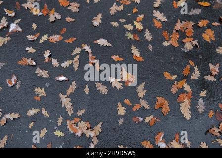Les feuilles de chêne d'automne reposent sur de l'asphalte humide Banque D'Images