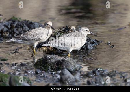 Knutt, Jungvogel, Jugendkleid, Knuttstrandläufer, Knutt-Strandläufer,Calidris canutus, nœud rouge, nœud, le Bécasseau maubèche Banque D'Images