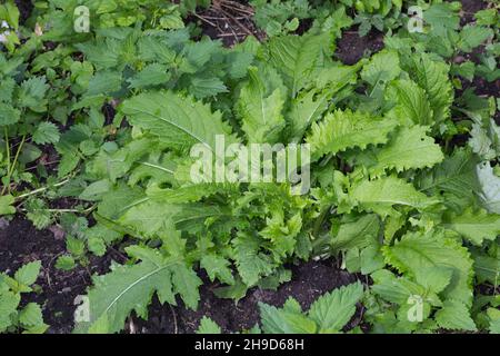 Kohl-Kratzdistel, Kohlkratzdistel, Kohlkratzdistel, Kratzdistel, Distel,Cirsium oleraceum, Thistle de chou.Blatt, Blätter, Blattrosette, feuille, lea Banque D'Images