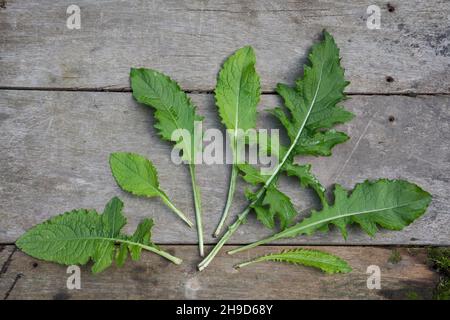 Kohl-Kratzdistel, Kohl-Kratz Kohlkratzdistel-Distel, Kratzdistel, Cirsium oleraceum, Distel, chardon, le chou. Blatt, Blätter, feuille, feuilles Banque D'Images