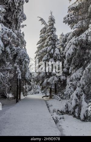 Vue d'hiver sur un sentier près de Dolni Morava, Tchéquie Banque D'Images