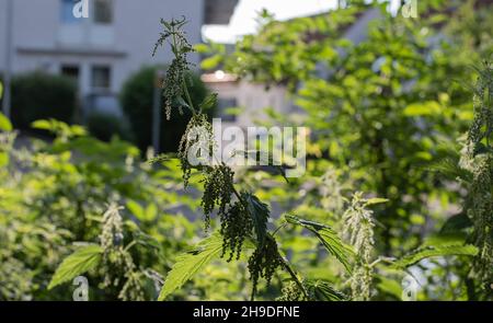 gros plan de l'inflorescence d'une ortie en plein soleil le matin Banque D'Images