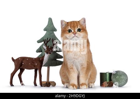 Adorable Shorthair britannique doré, entre des décorations de vacances vertes et brunes.Regarder vers l'appareil photo avec de beaux yeux.Isolé Banque D'Images