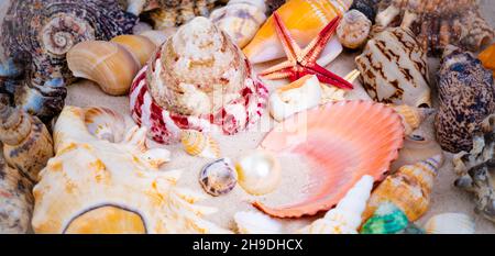 L'exotic sea shell . trésor de la mer Banque D'Images