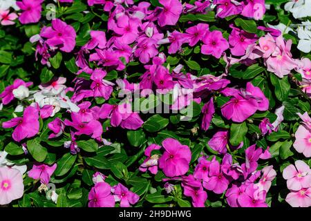 Grand jardin pot avec des fleurs de walleriana rose vif, rouge et blanc d'Impatiens connu sous le nom de Lizzie occupé, balsam, sultana, ou impatiens, en pleine floraison dans un Banque D'Images