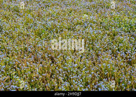 Groupe de beaucoup de petits Blue Forget me pas ou Scorpion herbes fleurs, Myosotis, dans un jardin dans un jour ensoleillé de printemps, beau fond floral extérieur p Banque D'Images