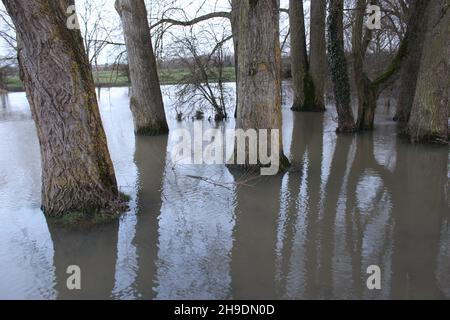 En hiver, une rivière débordante envahit de grands arbres à feuilles caduques à Port Meadow (Oxford, Angleterre) Banque D'Images