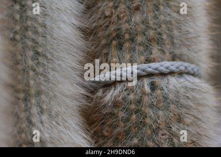 Cactus de torche d'argent (Cleistocactus strausii) avec corde attachée autour de sa tige Banque D'Images