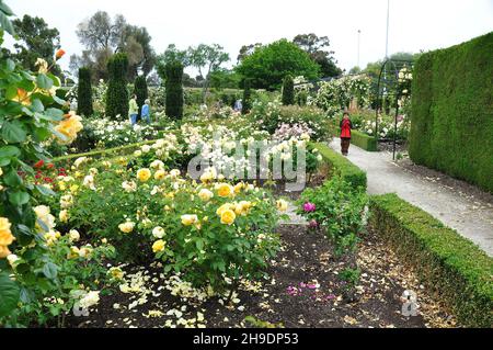 Personnes visitant le magnifique paysage de roses à Trevor Griffiths public Rose Garden à Timaru, Nouvelle-Zélande, le 28 novembre 2010 Banque D'Images