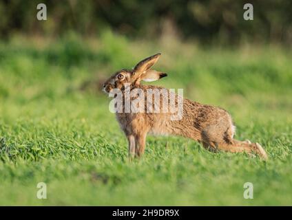 Un lièvre brun sauvage mis en évidence par le soleil du soir , ayant un étirement dans le champ de blé des agriculteurs .Suffolk, Royaume-Uni . Banque D'Images